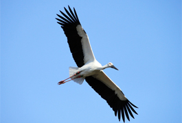 兵庫県立コウノトリの郷公園