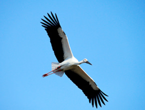 兵庫県立コウノトリの郷公園